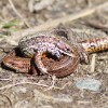 Lizzards found in Dunkeld