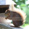 Red Squirrel